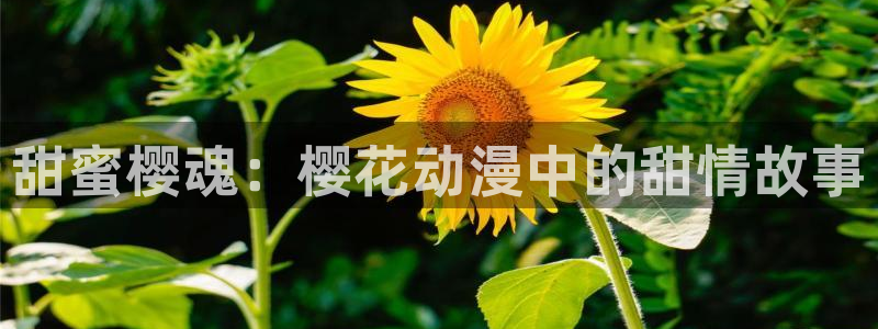 colomanage漫画官网：甜蜜樱魂：樱花动漫中的甜情故事